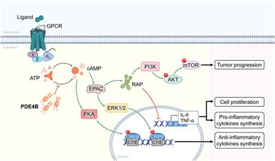 The regulatory role of PDE4B in the progression of inflammatory function study